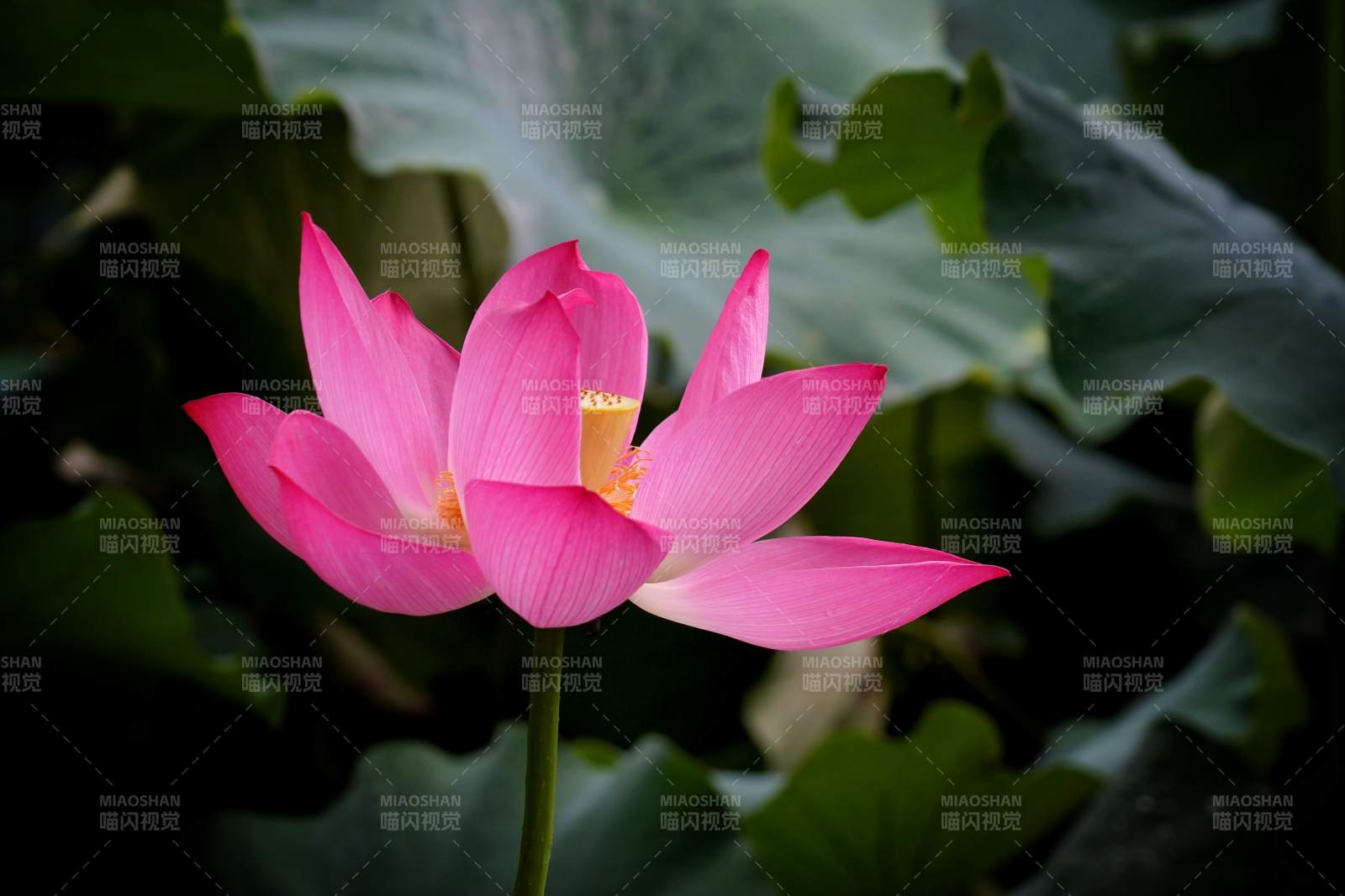 粉色莲花绽放于绿叶间图片