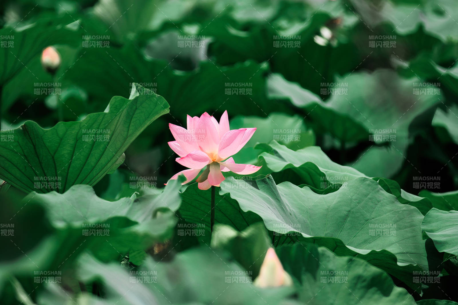 荷塘中的粉色莲花图片