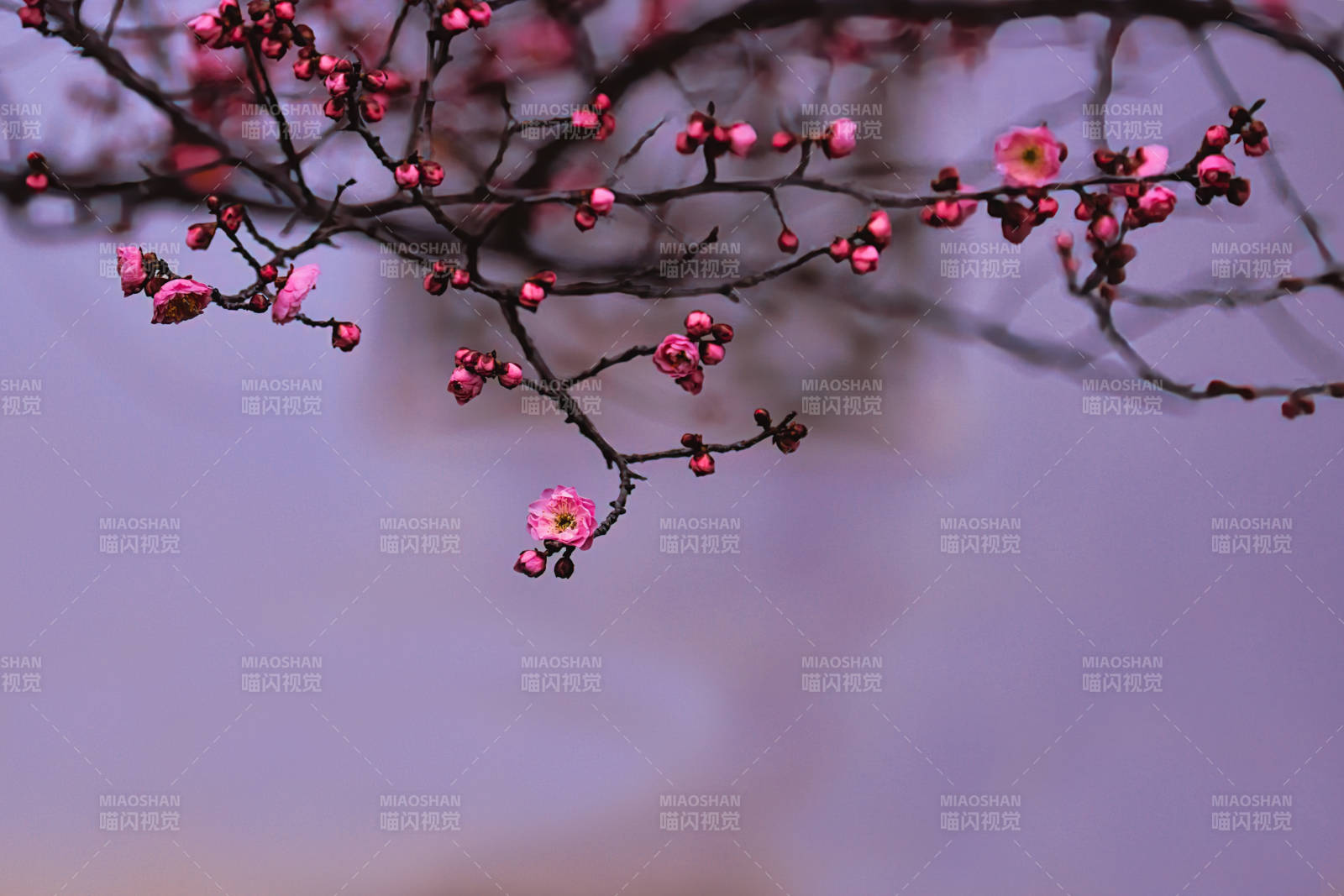 梅花绽放 春意盎然图片