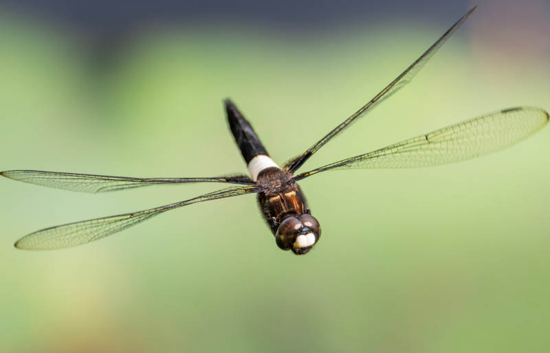 蜻蜓的优雅飞行瞬间图片