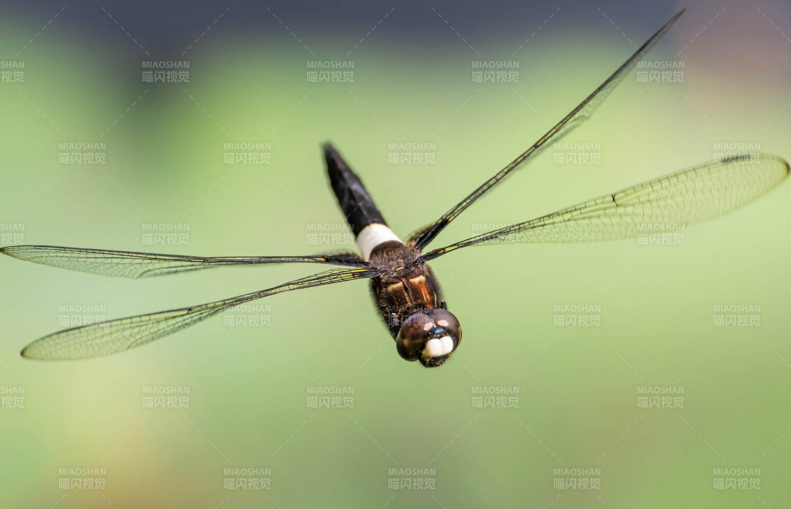 蜻蜓的优雅飞行瞬间图片
