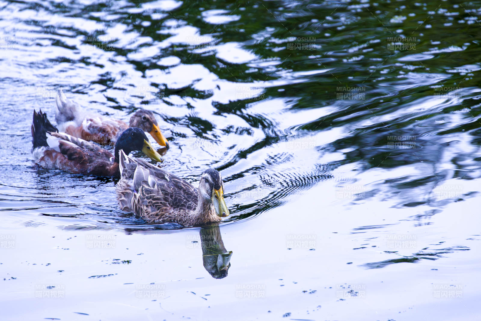 湖中双鸭戏水影图片