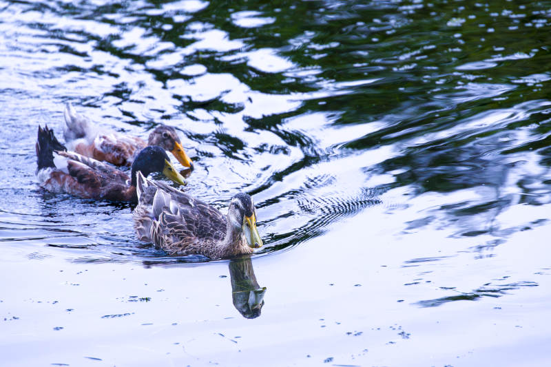 湖中双鸭戏水影图片