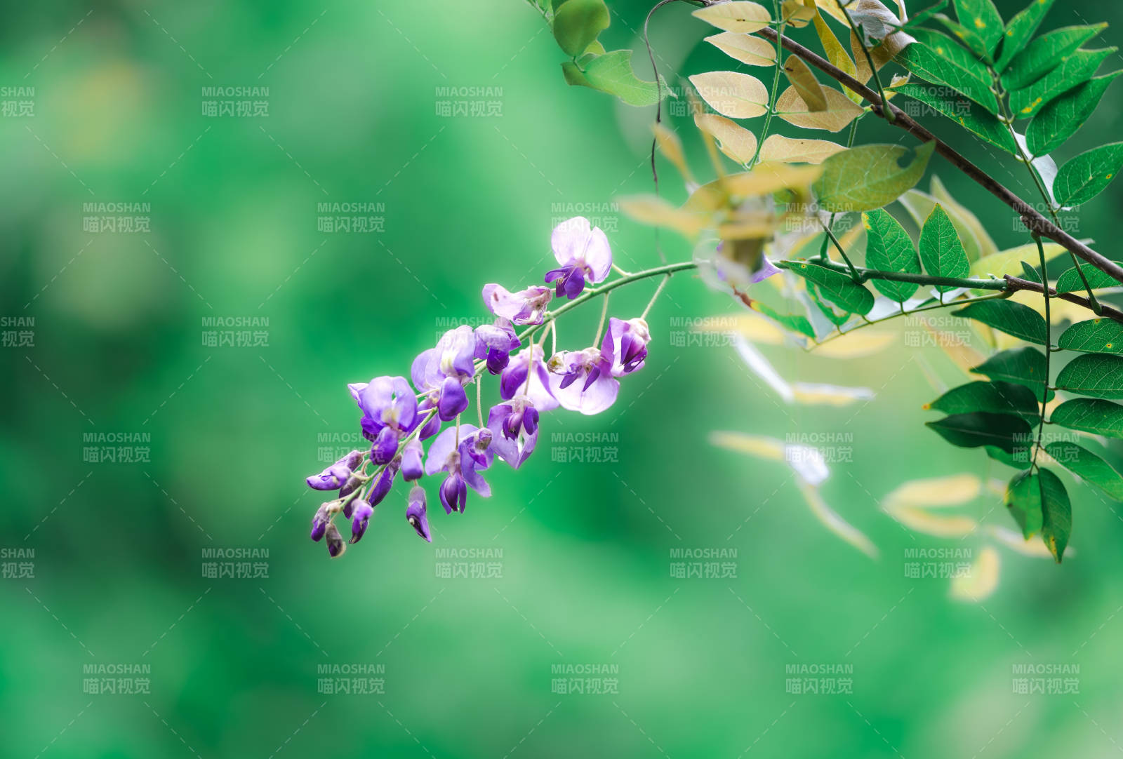 紫藤花开 绿叶相伴图片