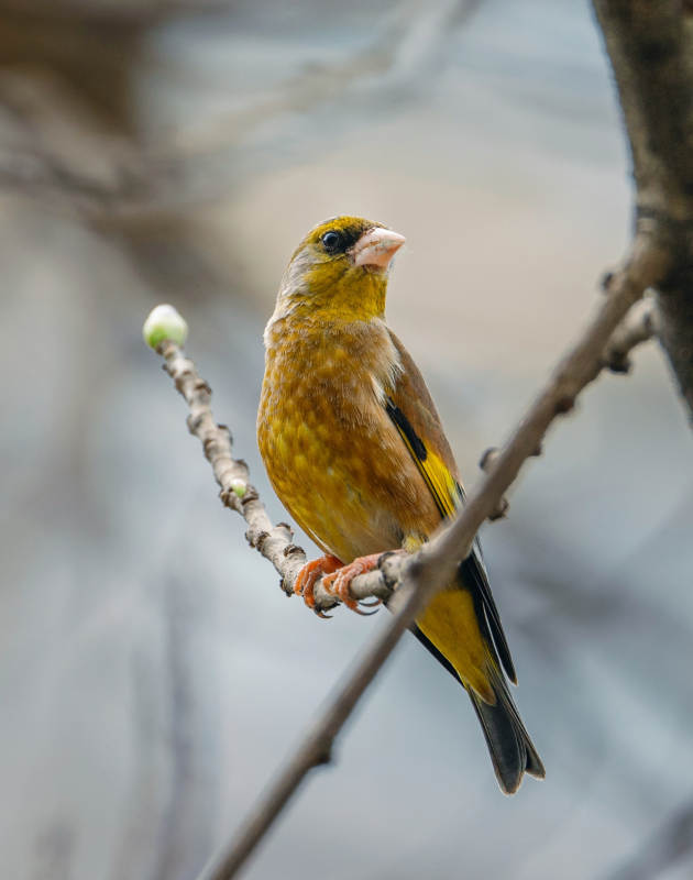 枝头上的黄雀静栖图片