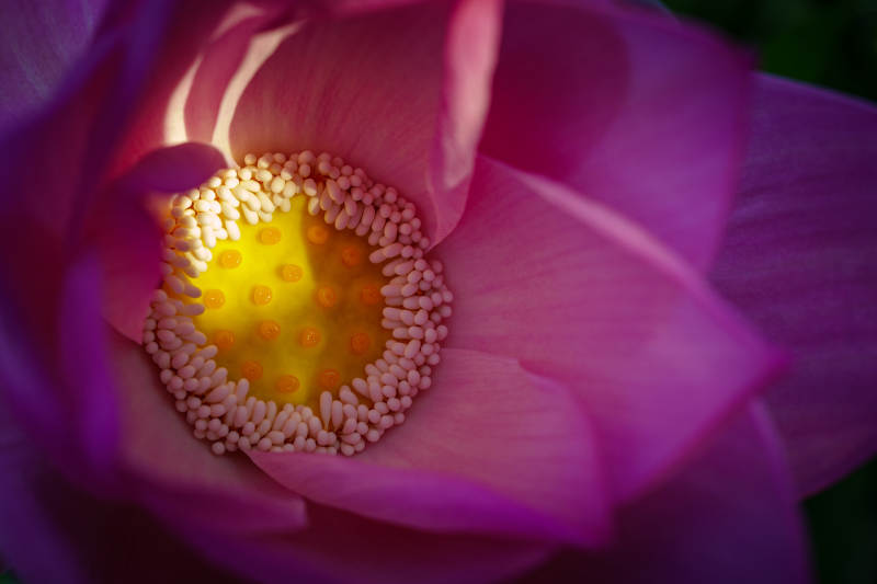 莲花心蕊的细腻之美图片