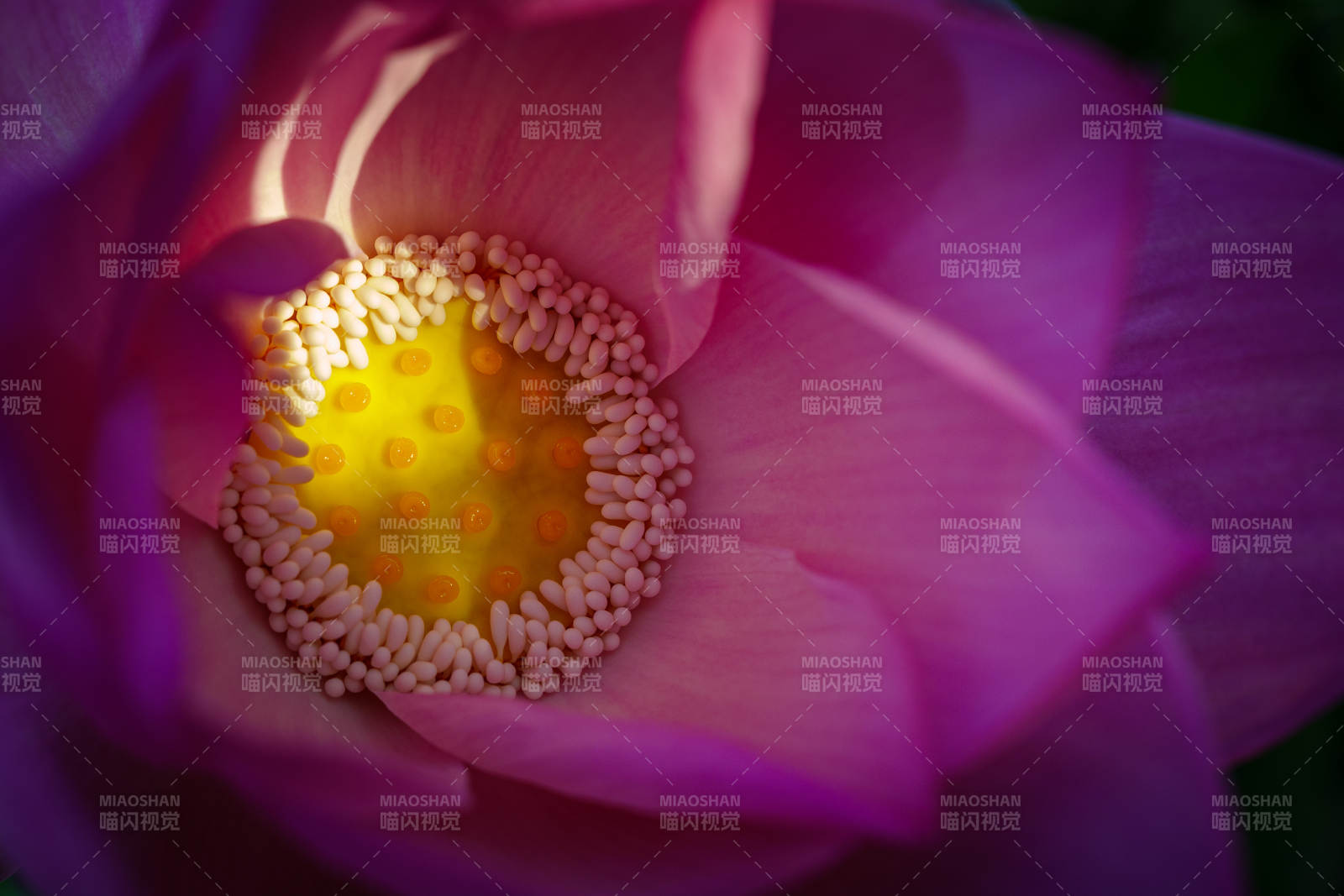 莲花心蕊的细腻之美图片