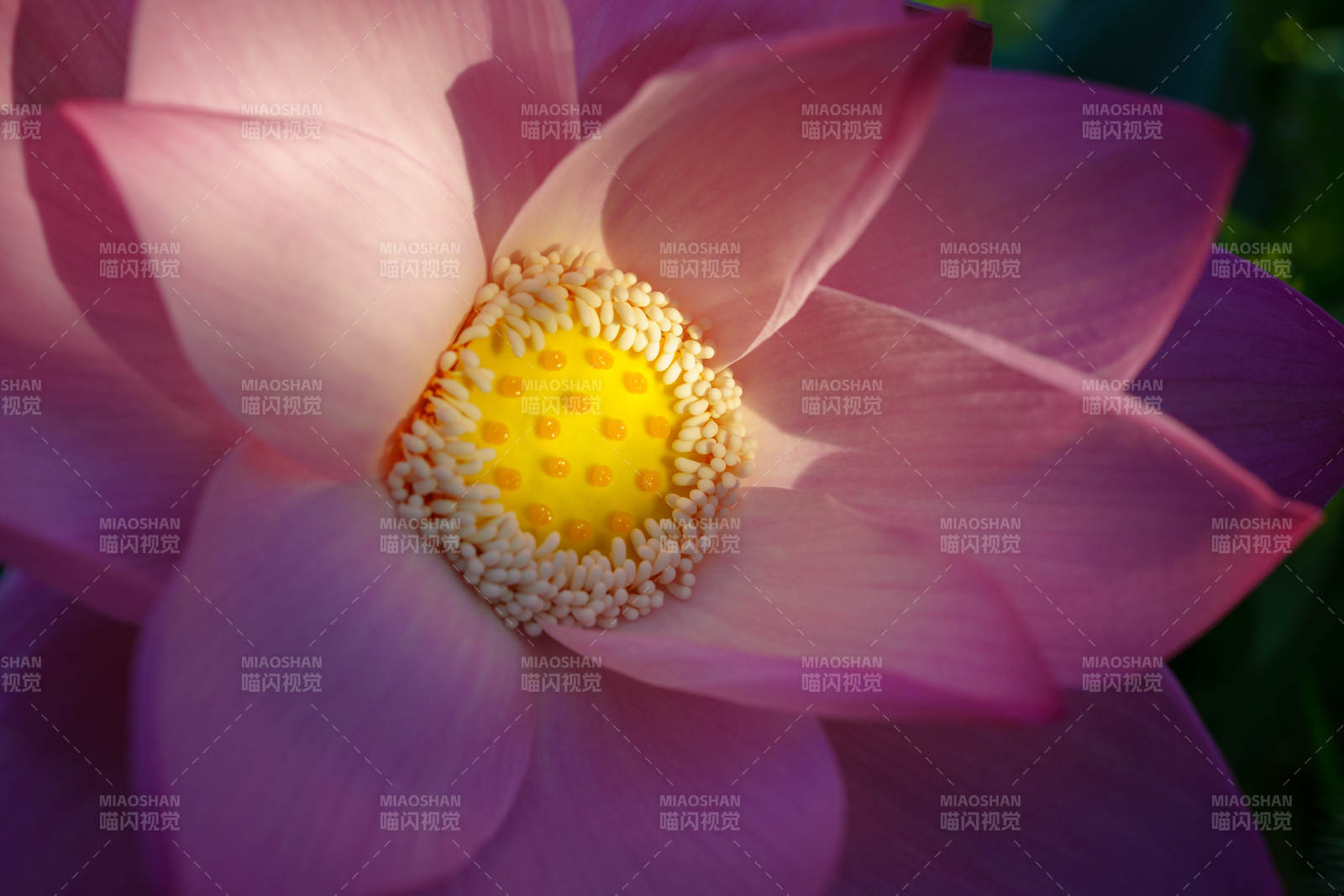 莲花绽放 粉嫩娇艳图片