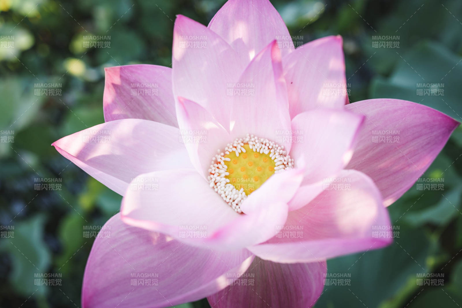 粉色莲花绽放之美图片