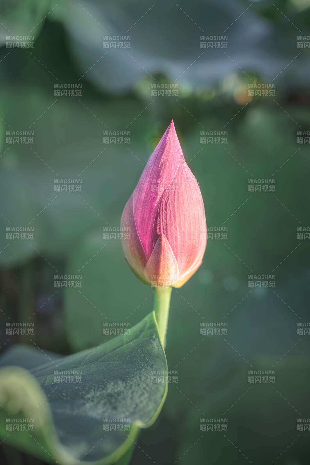 含苞待放的莲花蕾图片