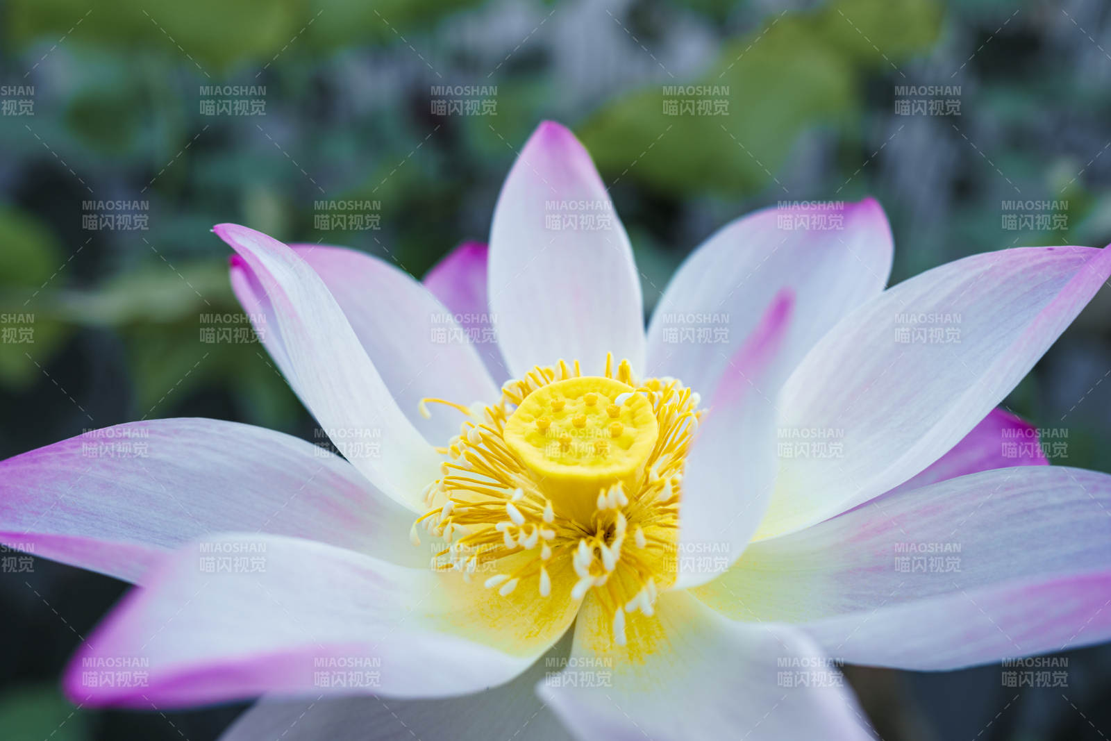 莲花绽放 清新雅致图片