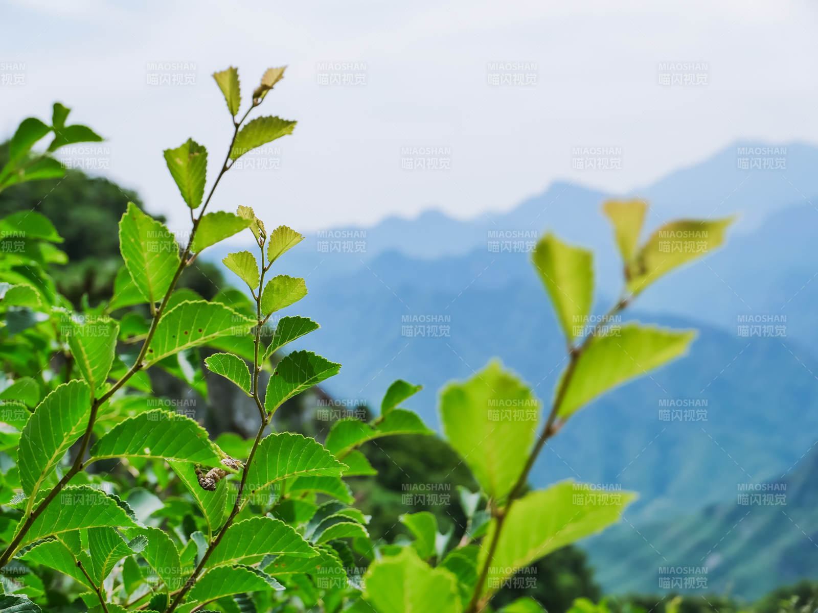 山间绿叶映青山图片
