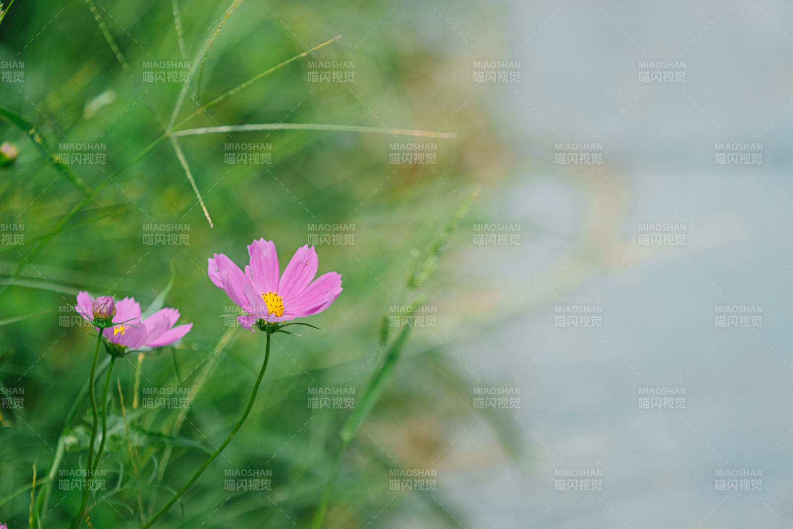 粉色花朵与绿草相伴图片