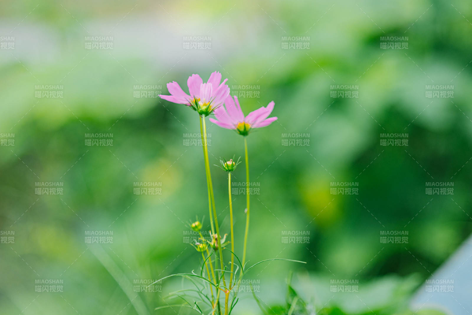 粉色花朵在绿叶中绽放图片