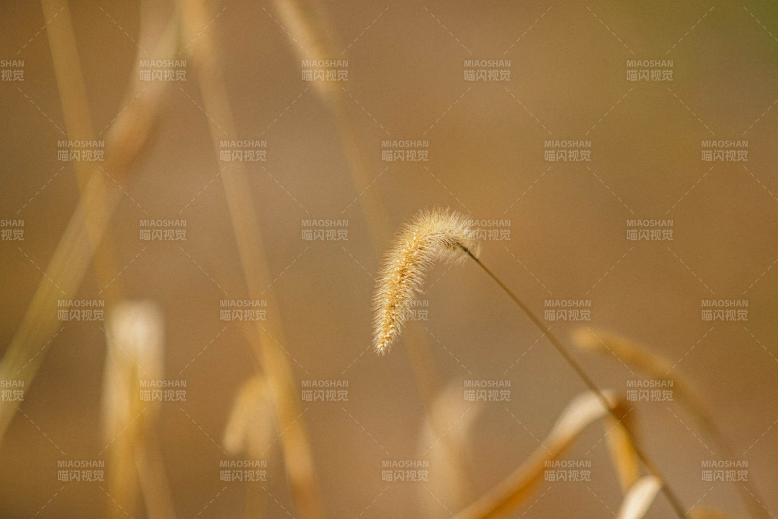 秋日狗尾巴草的温柔时光图片