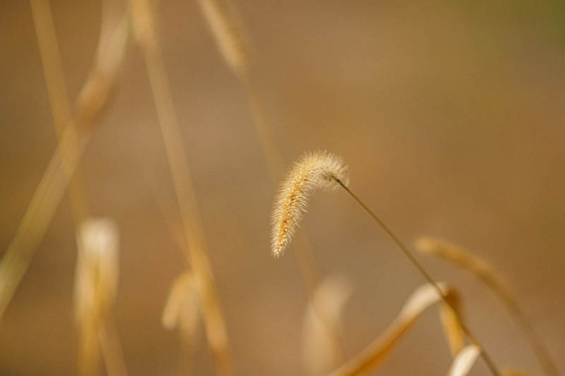 秋日狗尾巴草的温柔时光图片