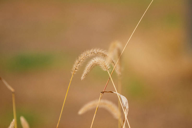 秋风中的金色狗尾巴草图片