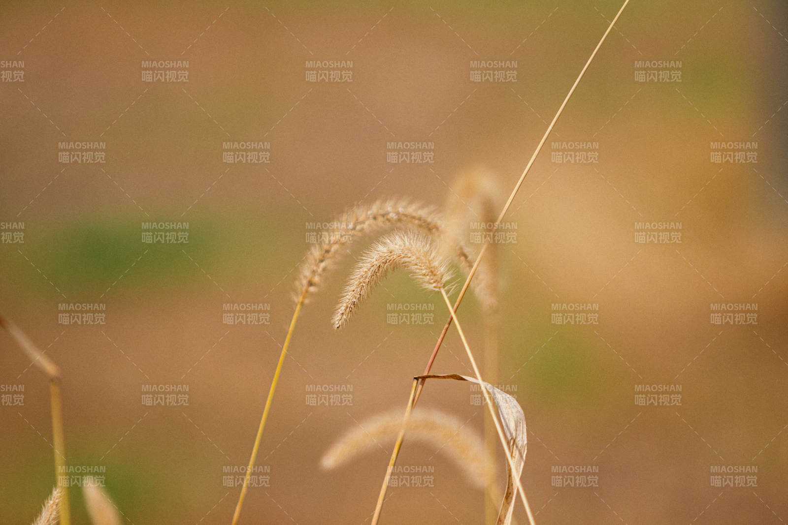 秋风中的金色狗尾巴草图片