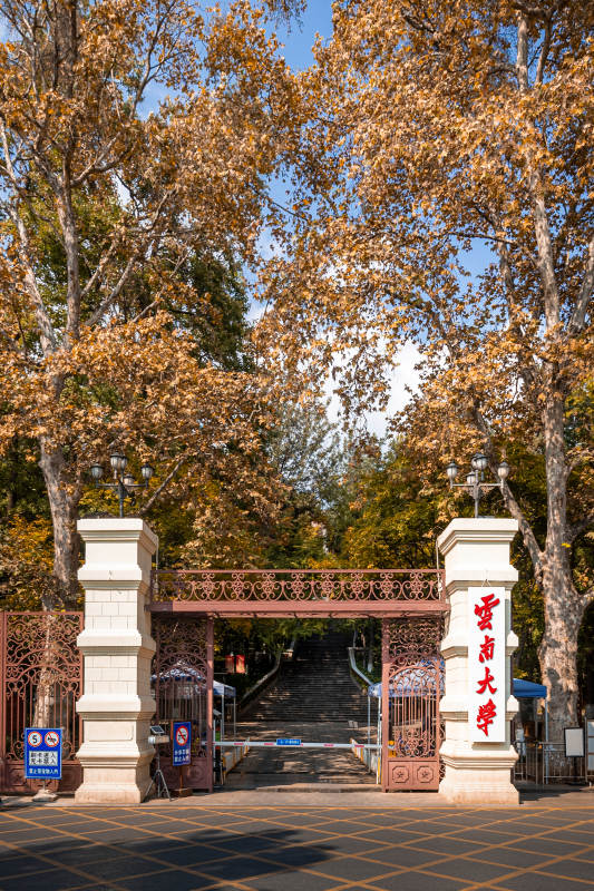 云南大学校门秋景图图片