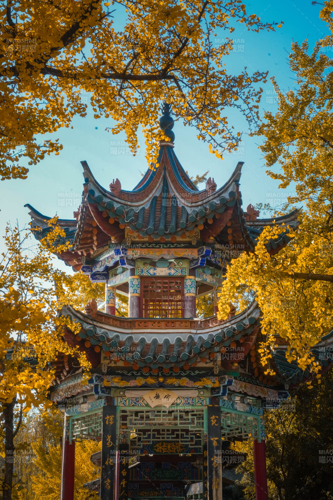 翠湖公园秋色古亭 金叶环绕图片