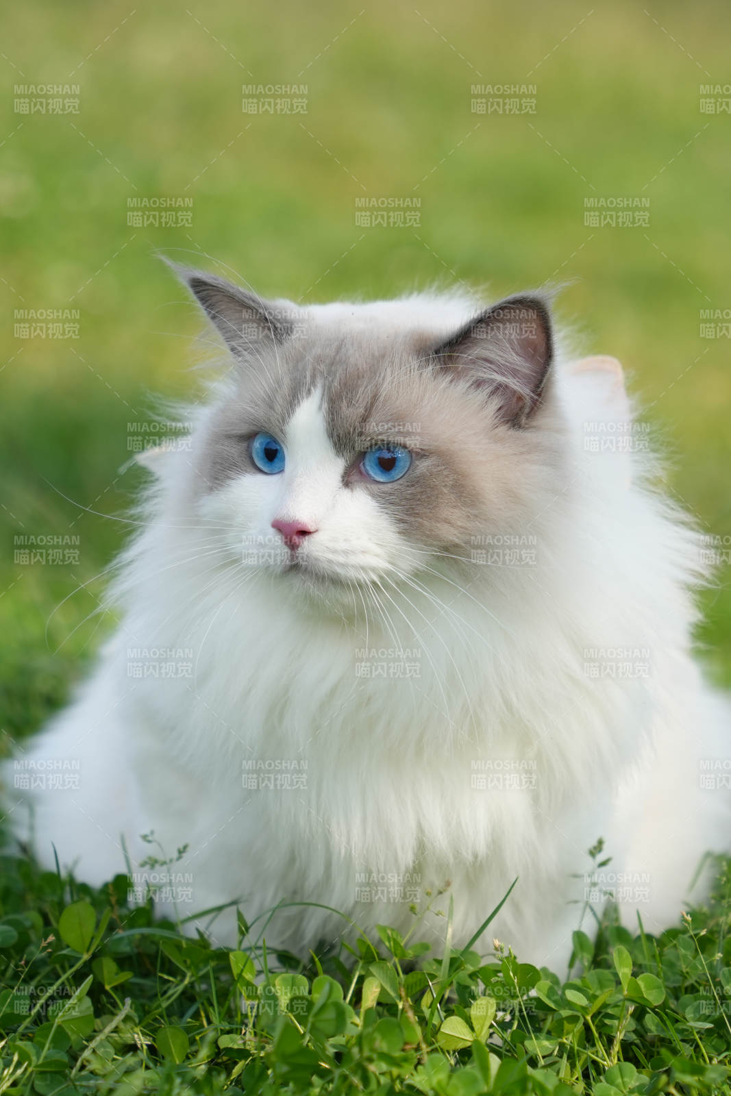 布偶猫在草地上图片