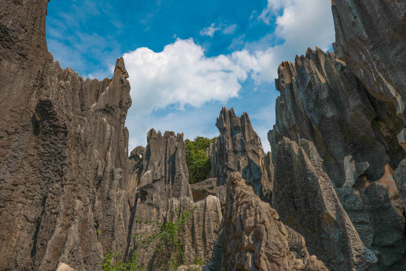 云南昆明石林喀斯特地貌奇峰林立图片