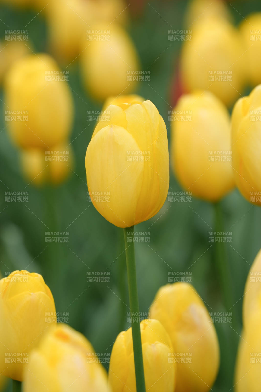 黄色郁金香绽放的美丽瞬间图片