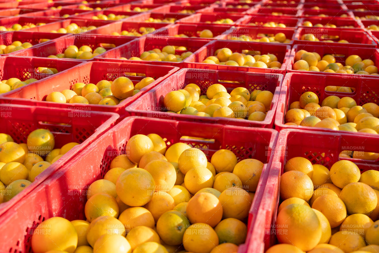 橙子丰收 红箱满载图片