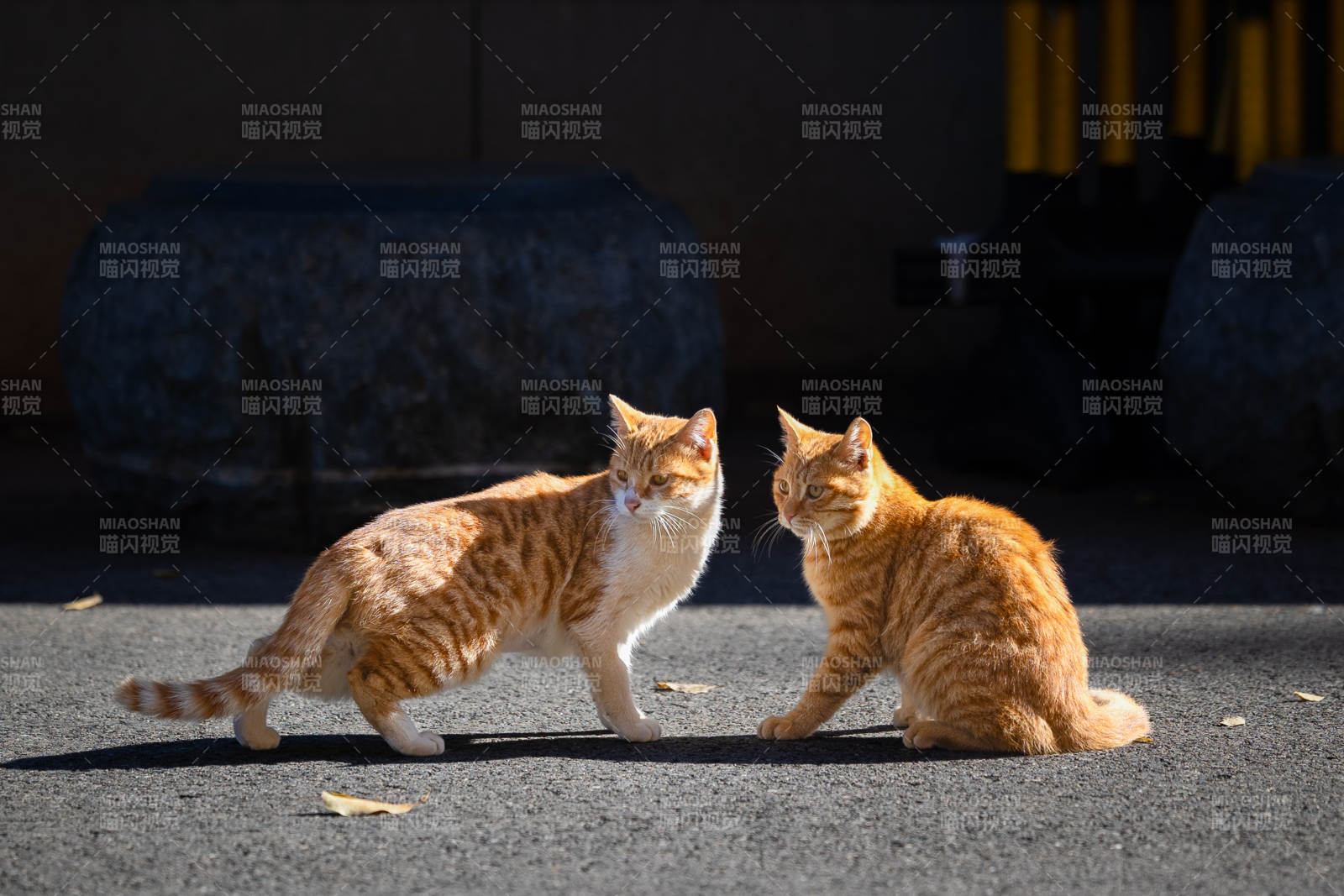 两只橘猫在阳光下嬉戏图片