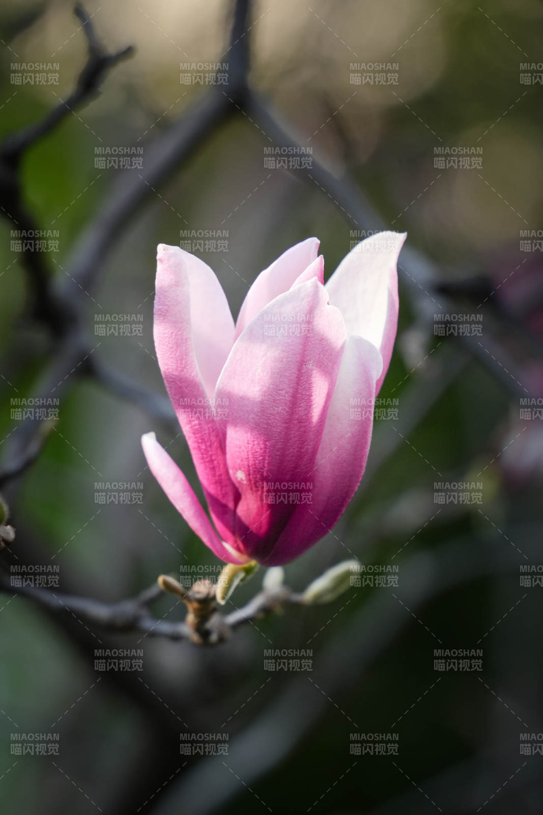 粉色木兰花绽放枝头图片