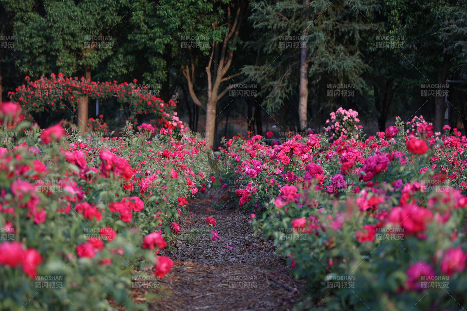 玫瑰花海 林间小径图片