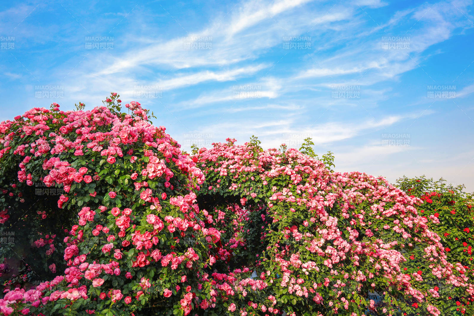 繁花似锦 蓝天白云图片