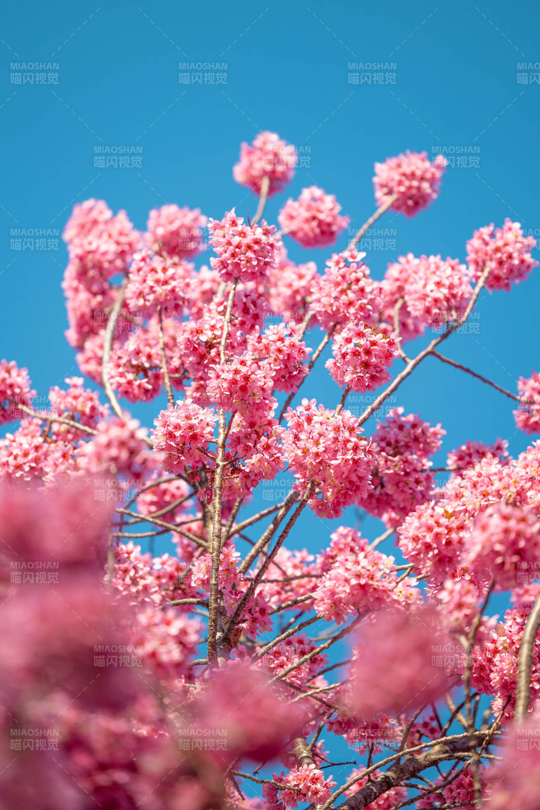 紫花风铃木盛开 蓝天映衬图片