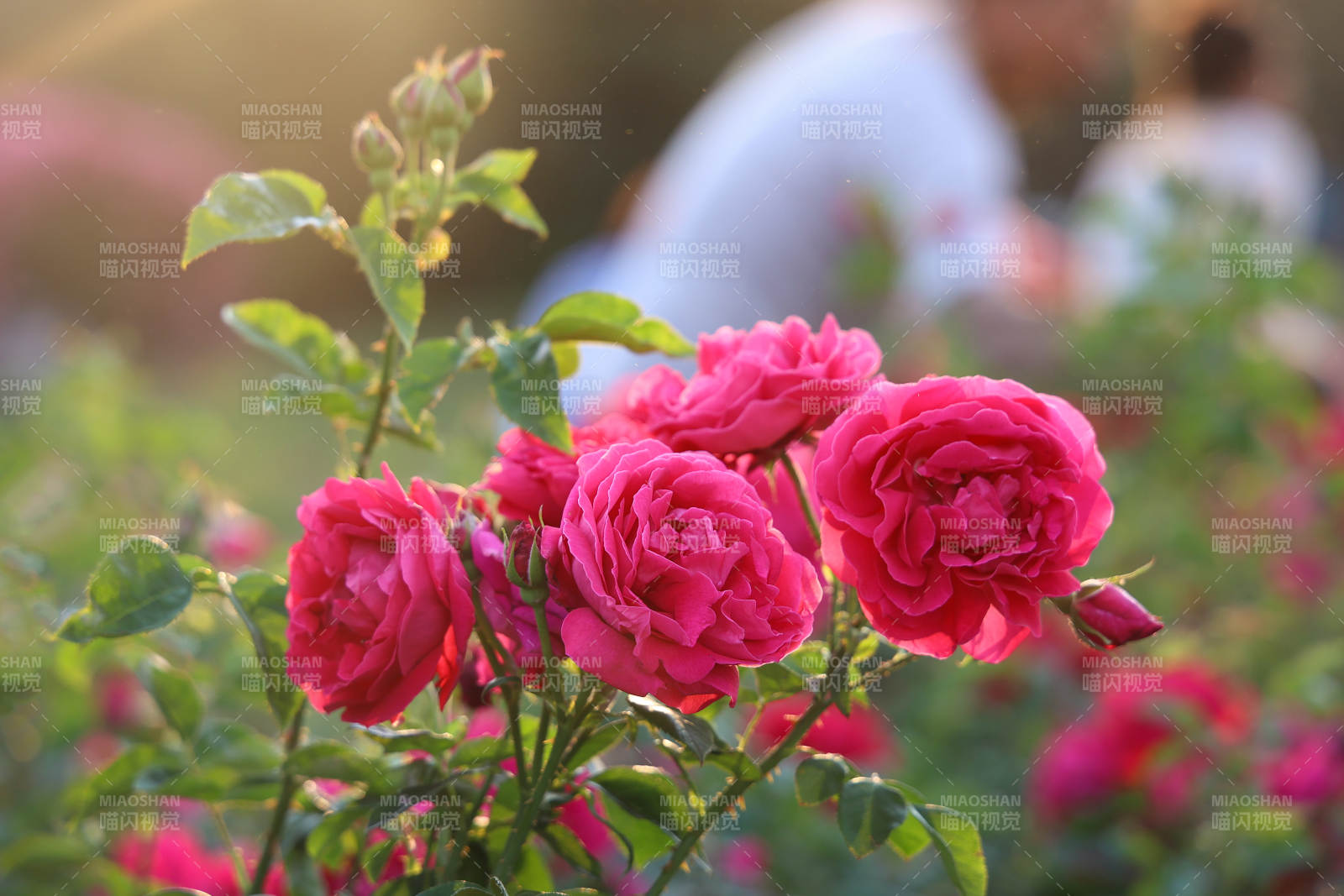 夕阳下的玫瑰花丛图片