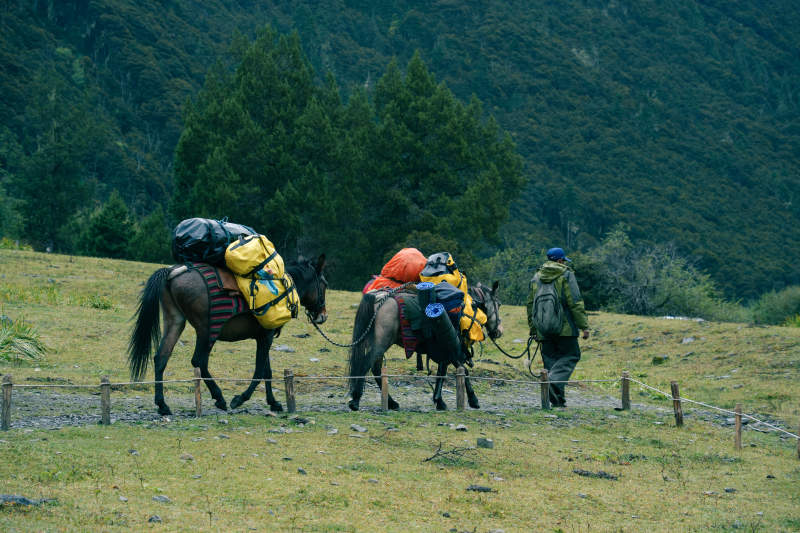 山间驮马行 旅人相伴行图片