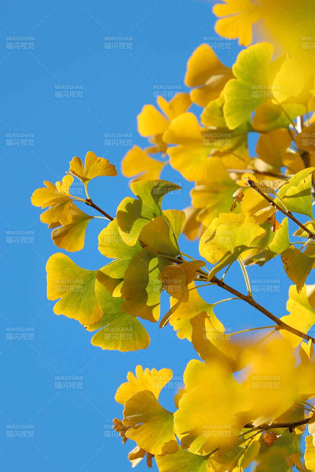 秋日银杏叶映蓝天图片