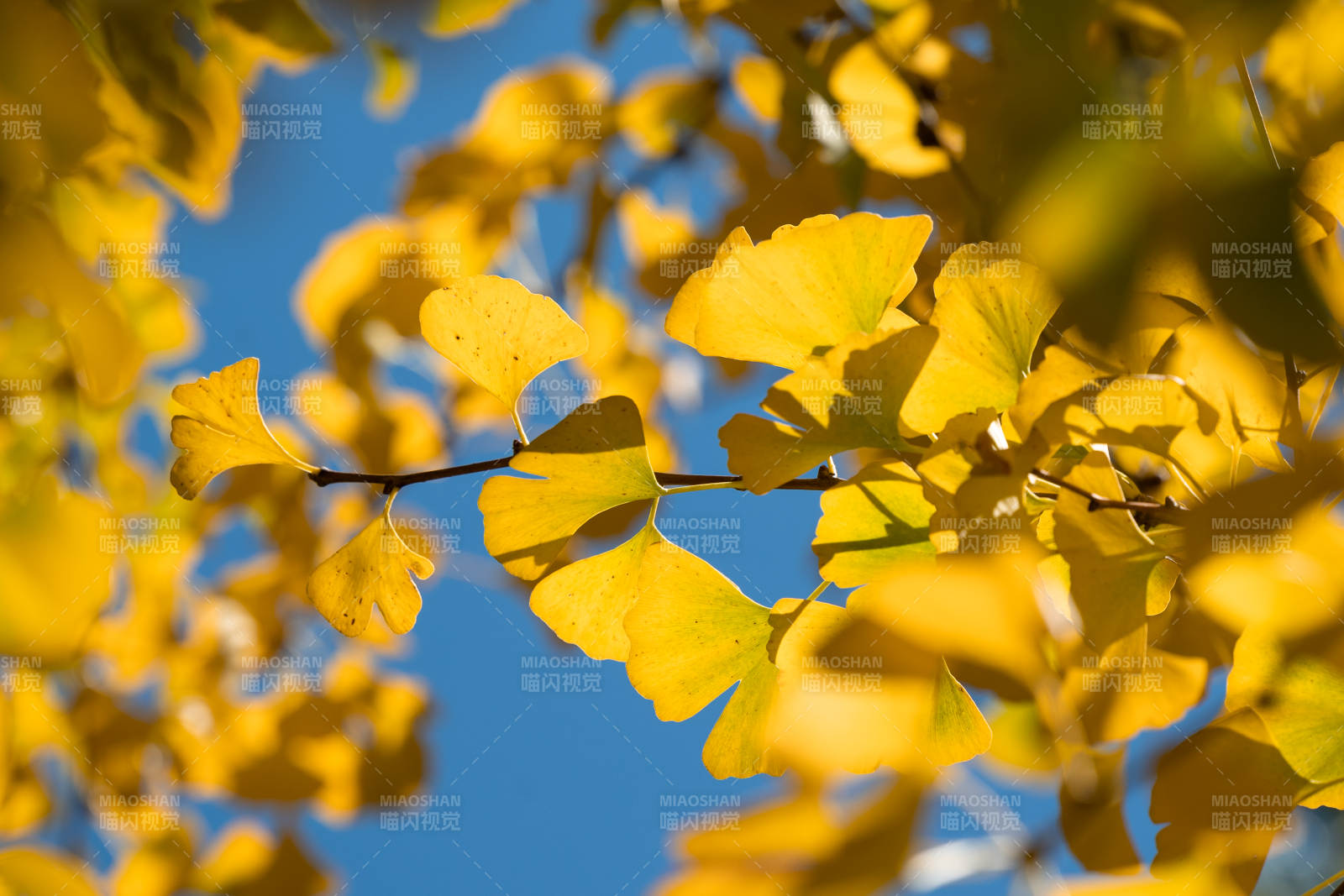 秋日银杏叶的金黄之美图片