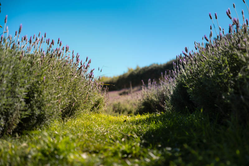薰衣草田间的宁静小径图片