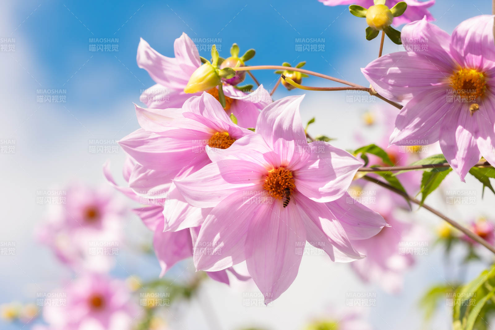 粉色大丽花在阳光下绽放图片