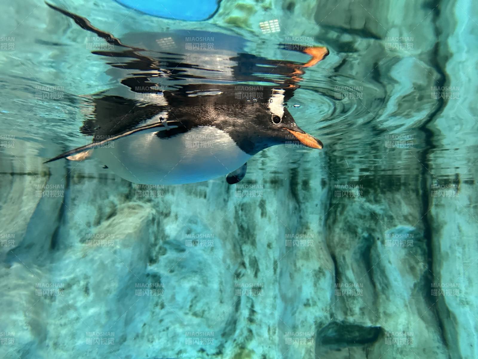 香港海洋公园水下企鹅游动瞬间图片