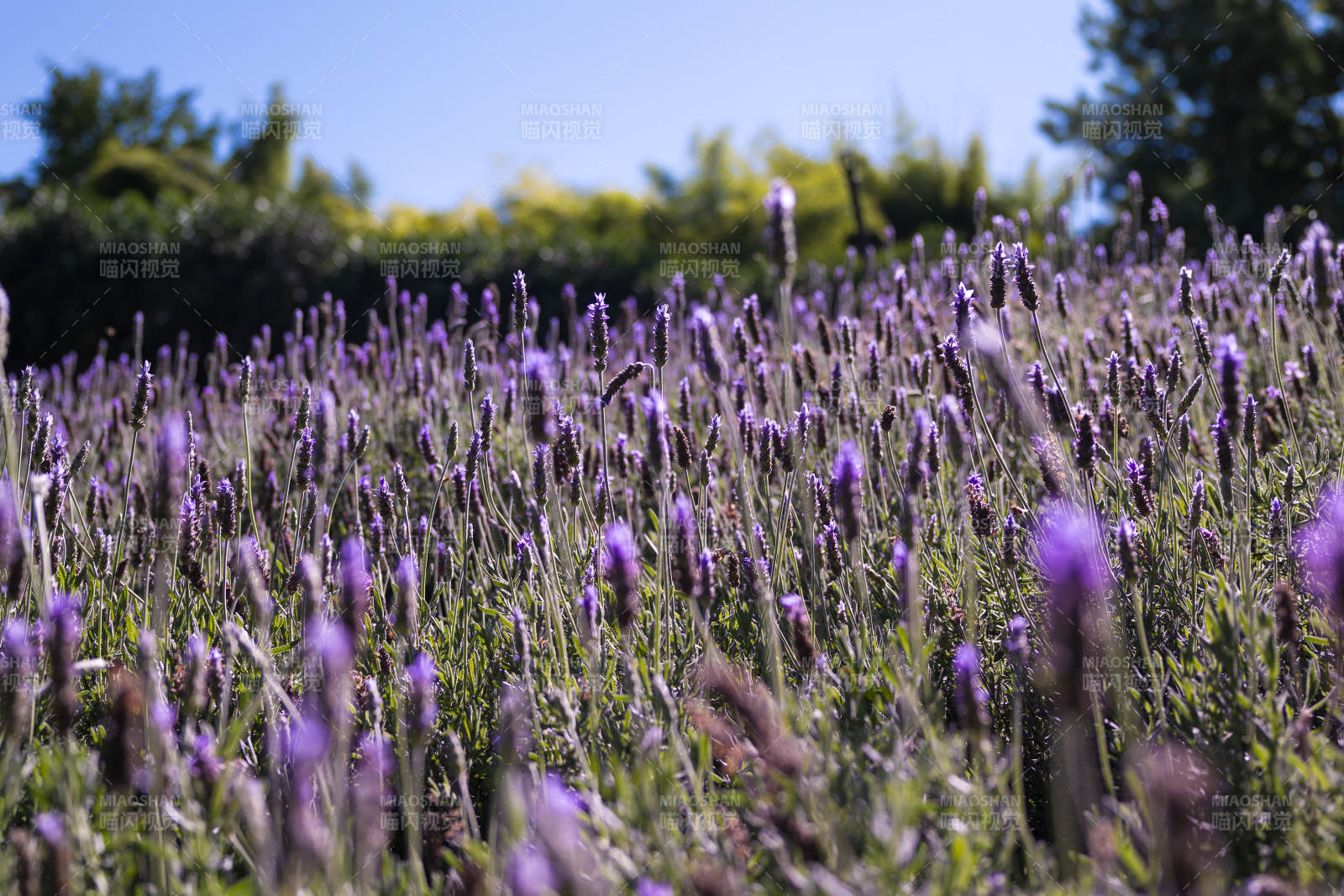 薰衣草花田的宁静美景图片