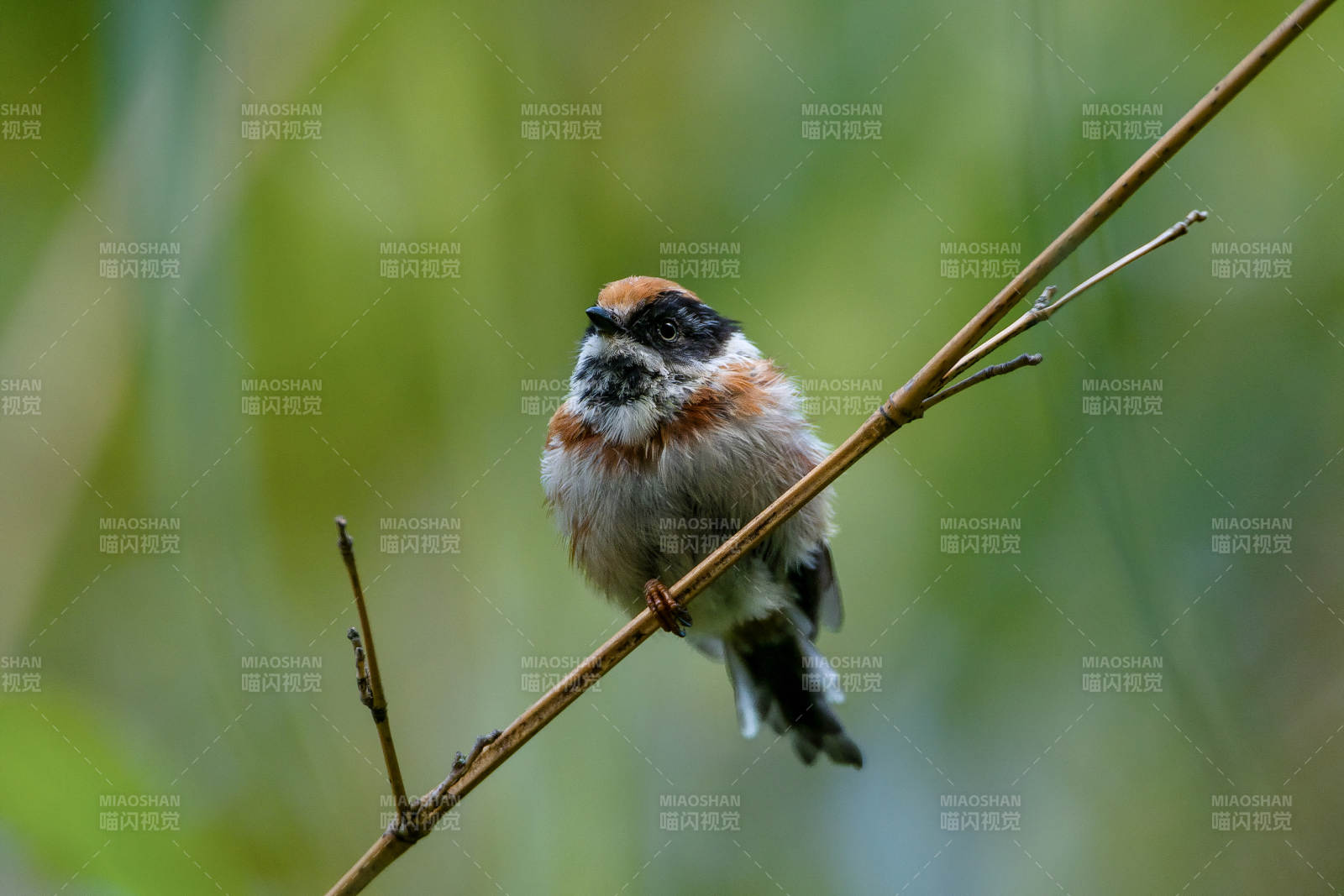 枝头小鸟静栖图图片