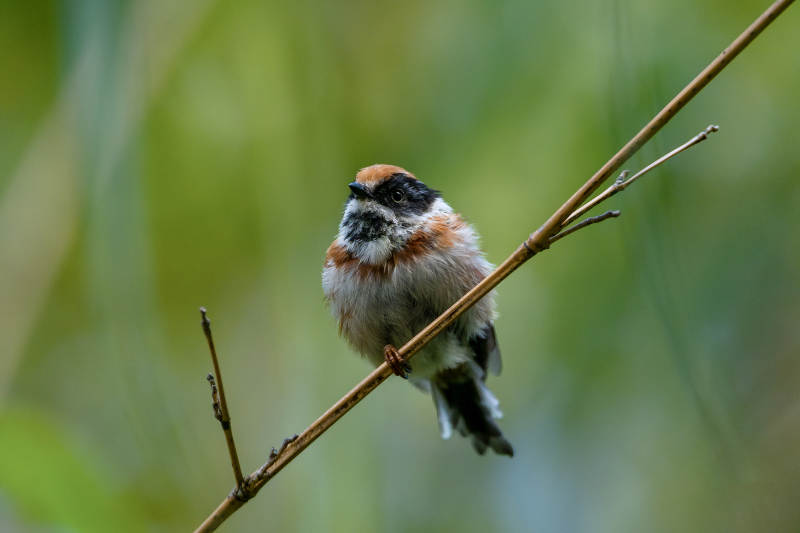 枝头小鸟静栖图图片