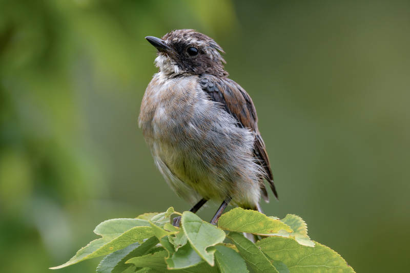 枝头小鸟静栖图图片