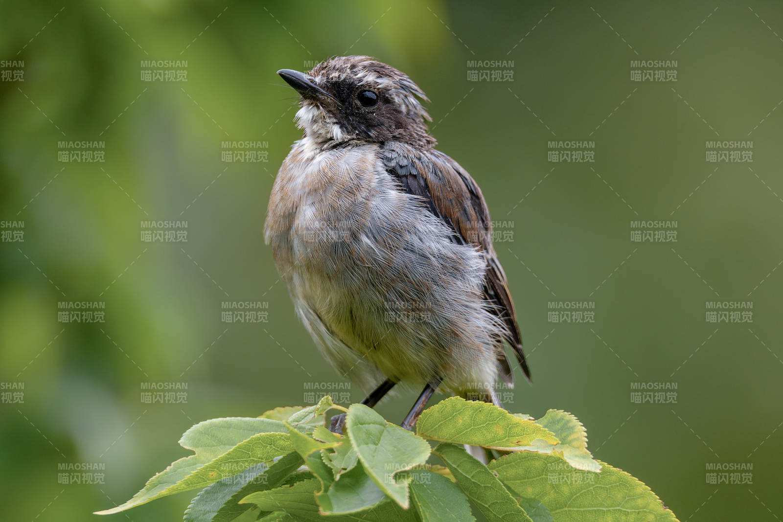 枝头小鸟静栖图图片