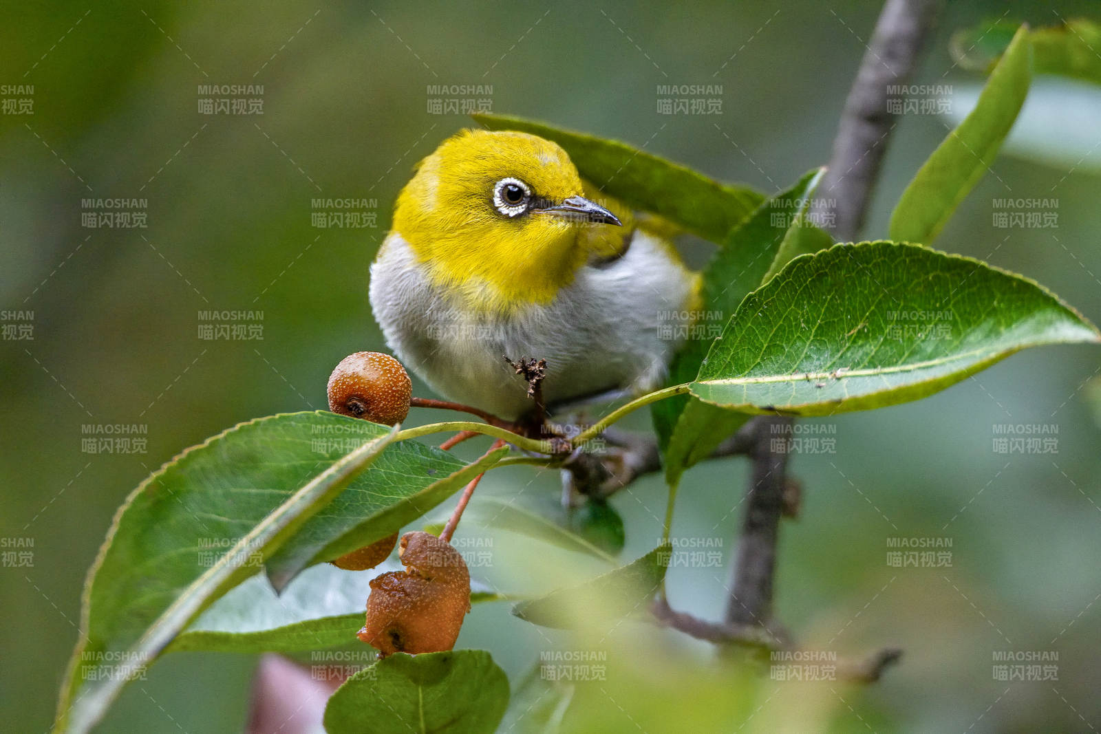 绣眼鸟栖枝头 果实相伴图片