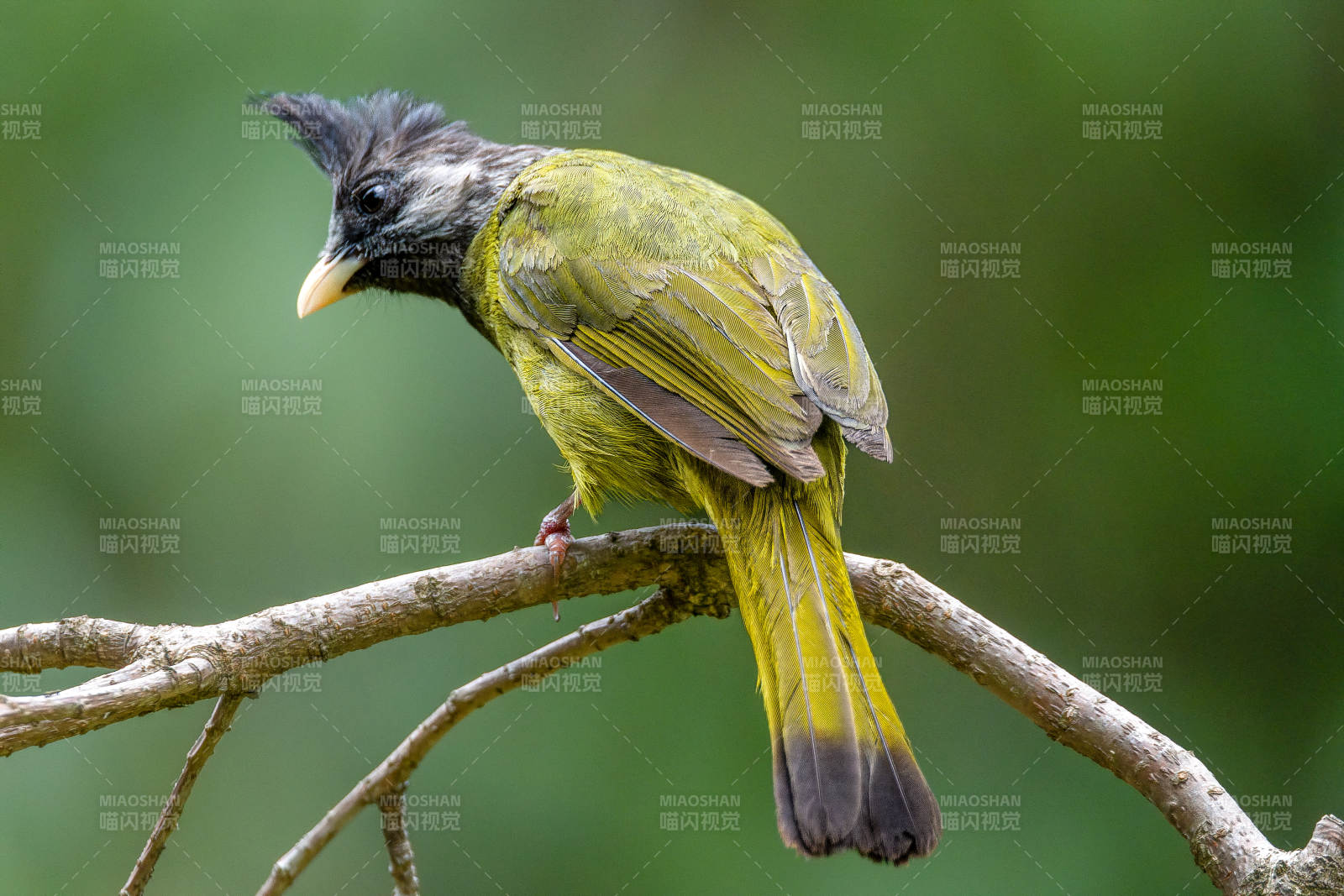 凤头雀嘴鹎栖息枝头图片