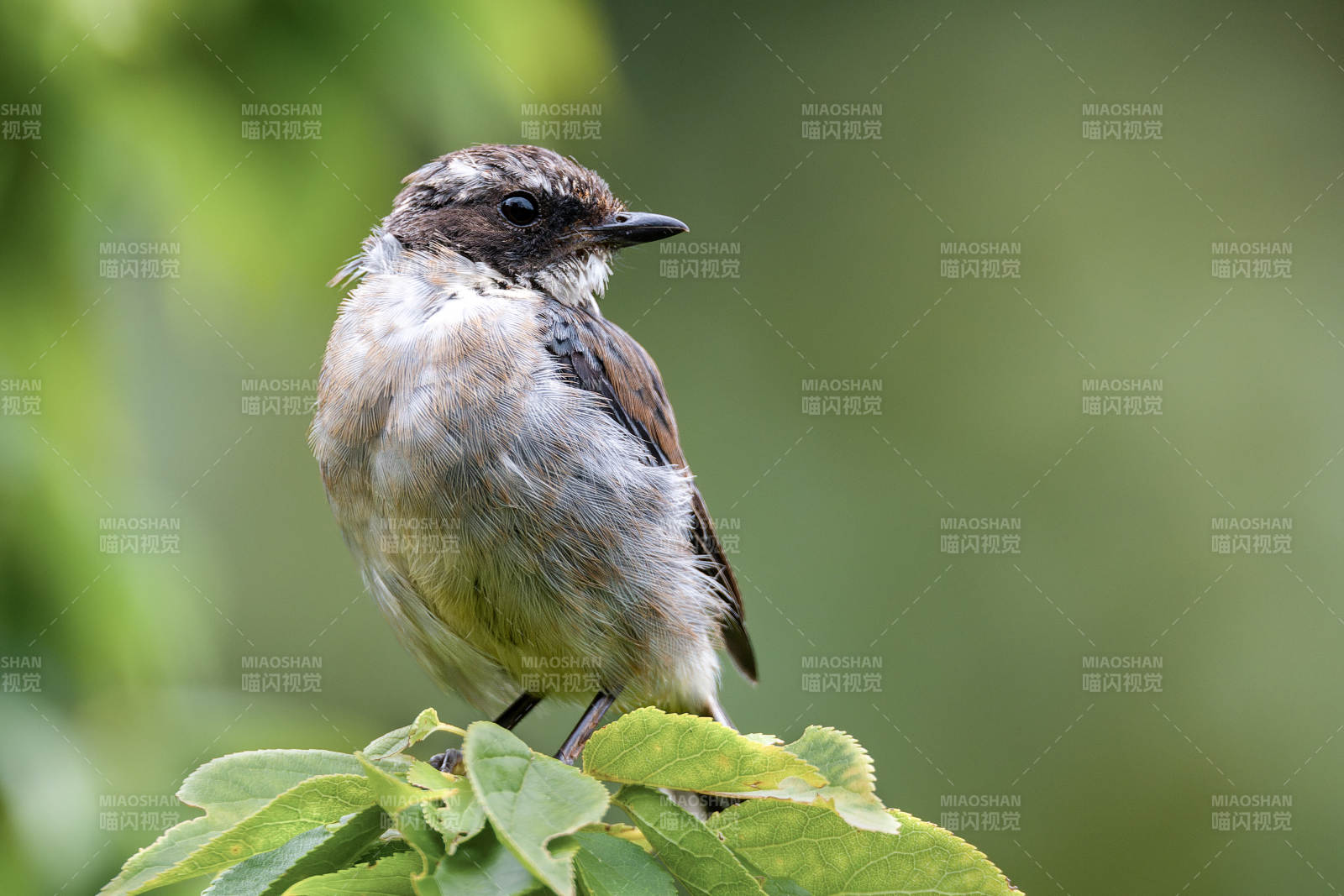 静栖枝头的小鸟图片