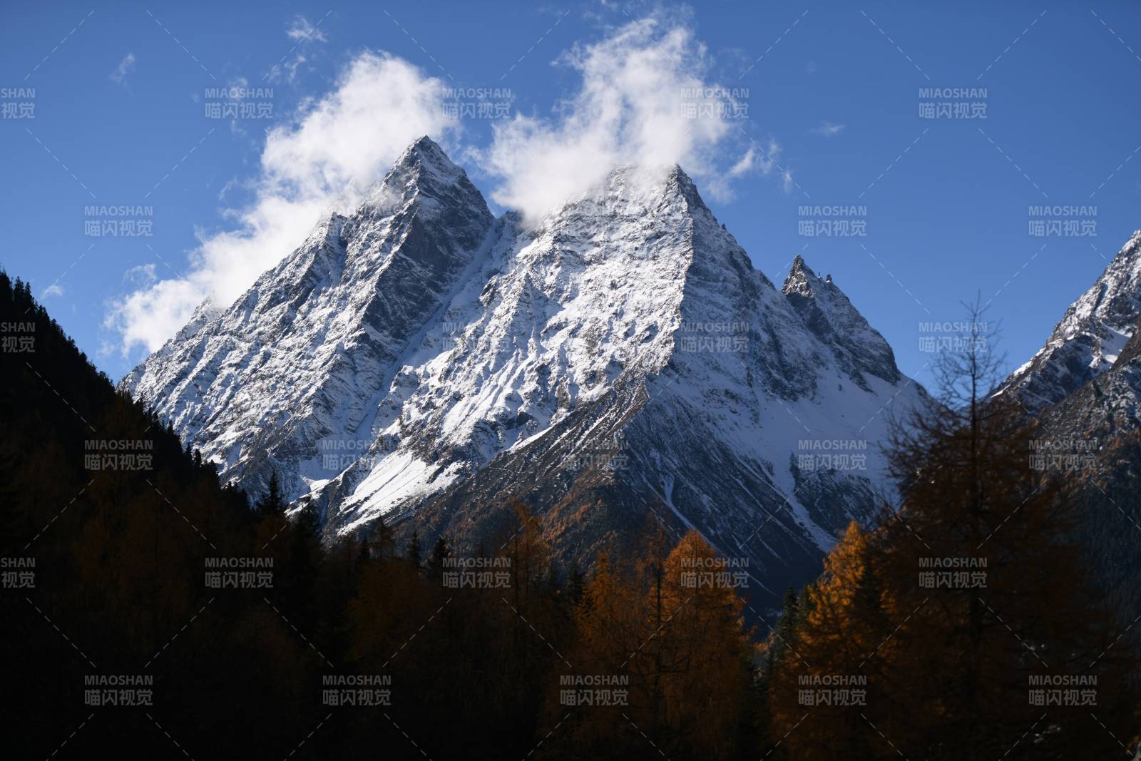 四川四姑娘山雪山秋林 静谧之美图片