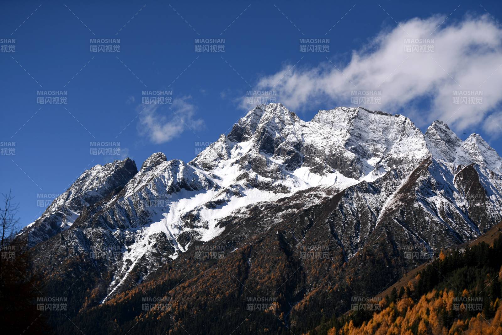 四川四姑娘山雪山秋色 蓝天映衬图片